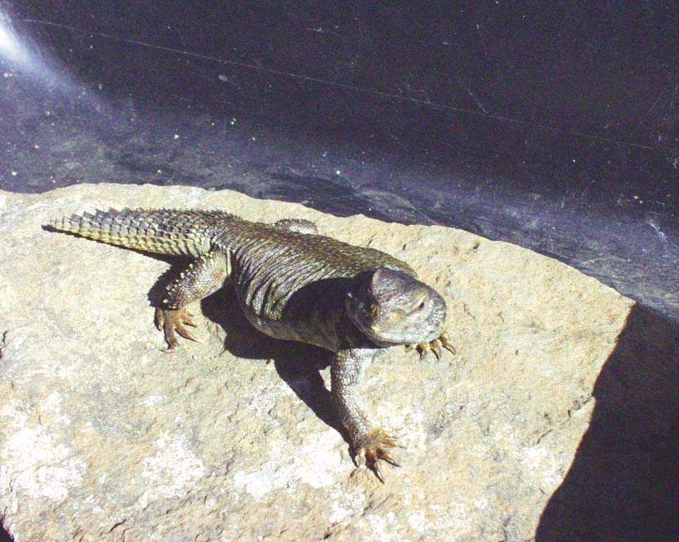 two year old acanthinurus