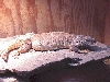 Adult female ornate