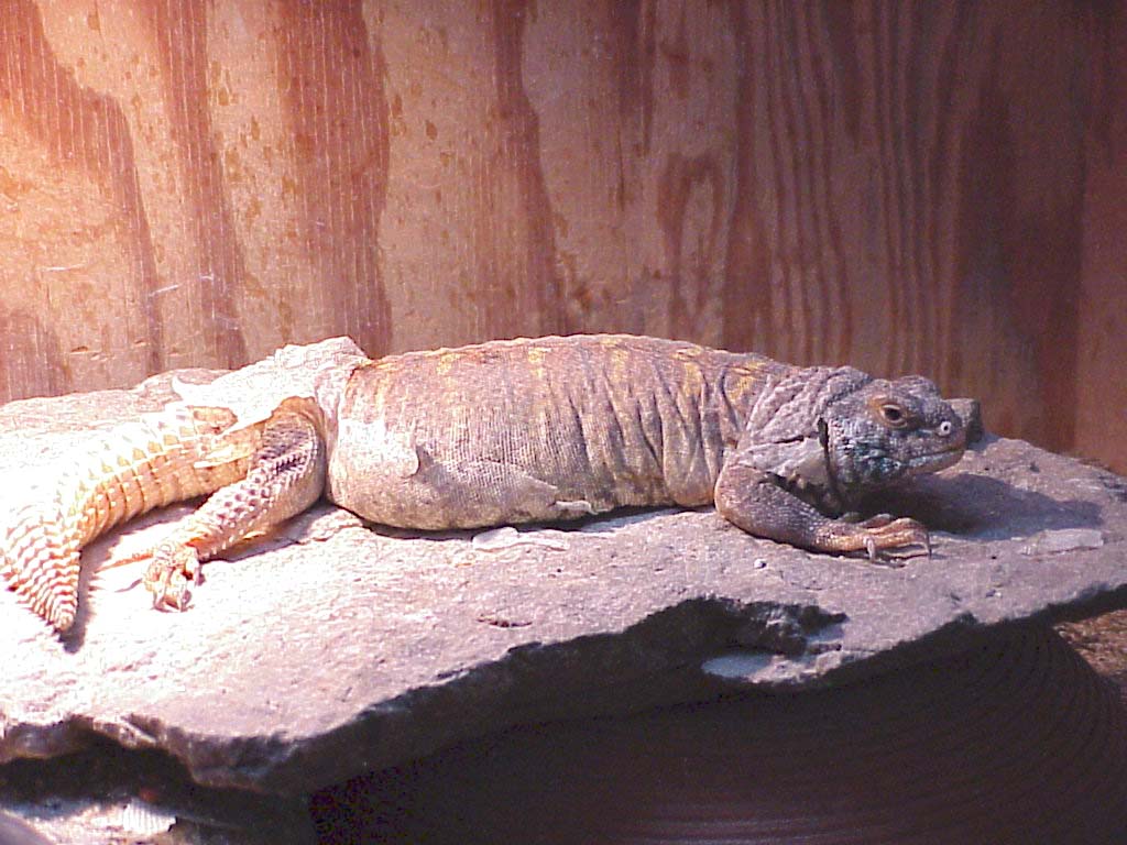 Adult female ornate