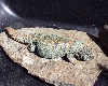 Adult female ornate