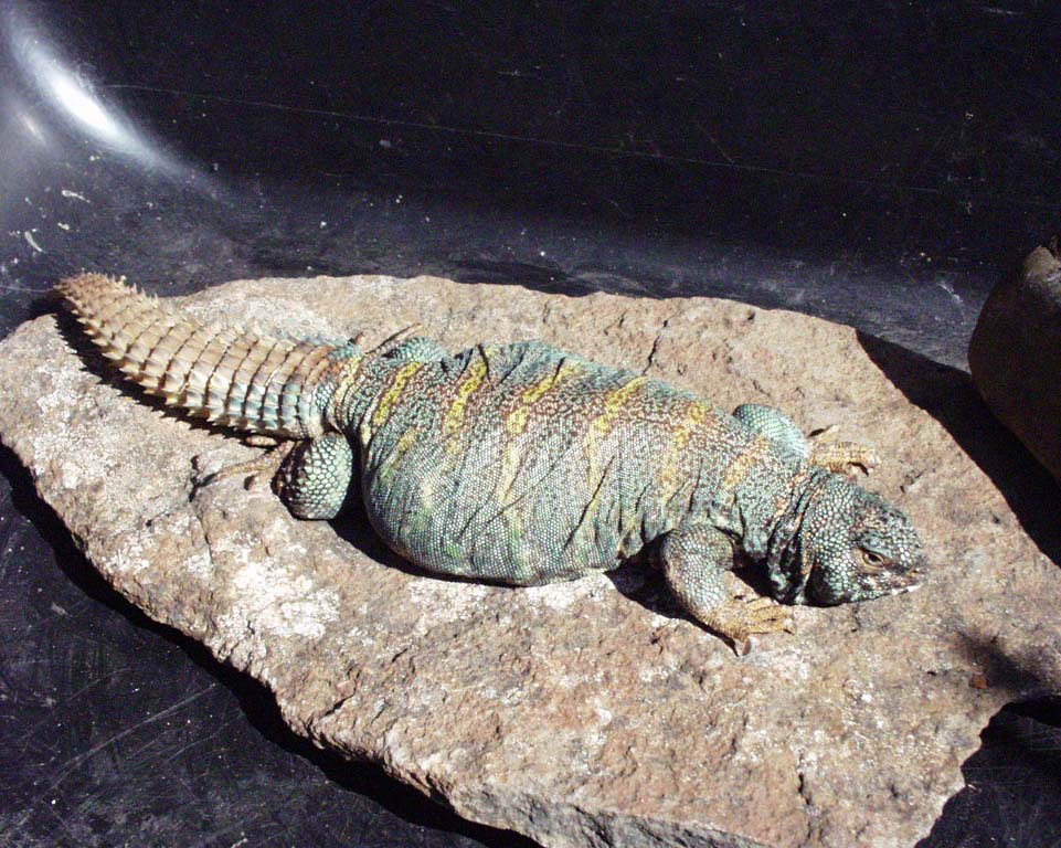 Adult female ornate