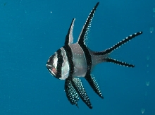 Saltwater - Austin Aquariums