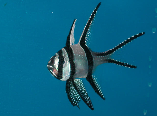 Saltwater - Austin Aquariums