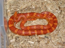 male amel