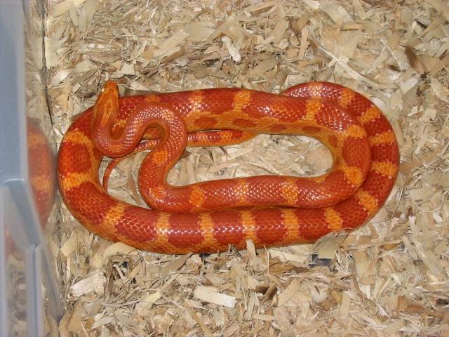 male amel