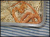 albino bubblegum ratsnake