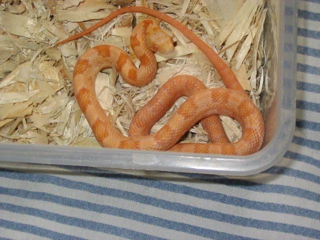 albino bubblegum ratsnake