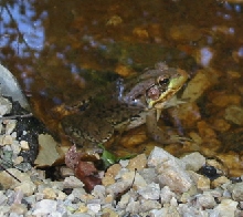 green frog
