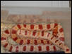 female amel corn