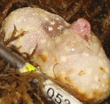 amel hatching