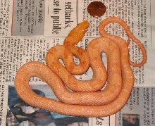 bubblegum rat