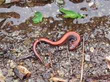 York Co. PA red backed salamander