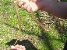 water snake