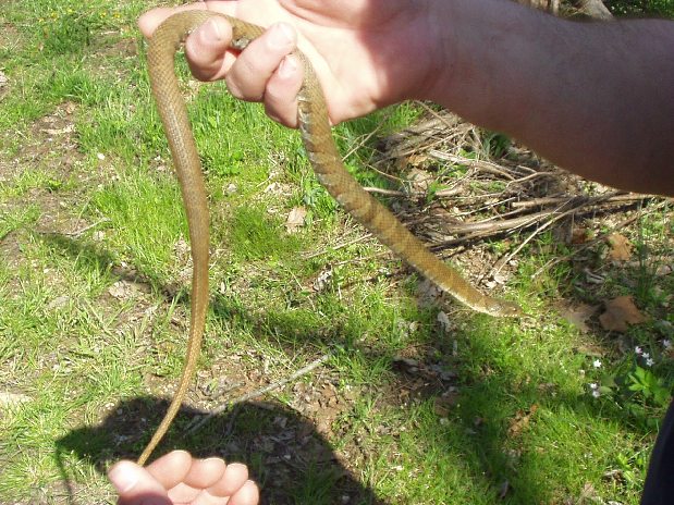 water snake