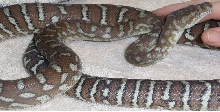 Bredl Python