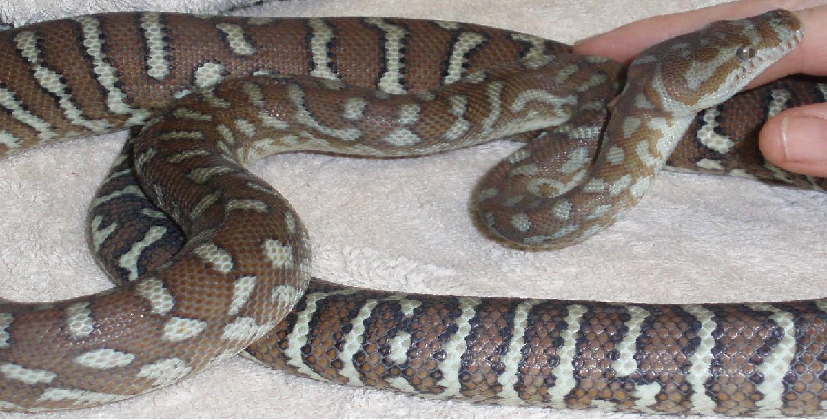 Bredl Python
