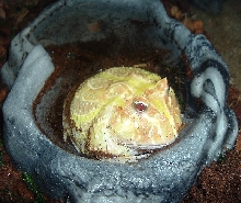 My Pacman Frog: Muffin