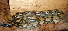 Ghanima1