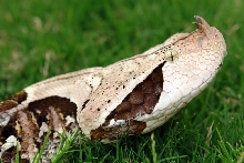 Gaboon viper face