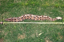 Large West African Gaboon viper
