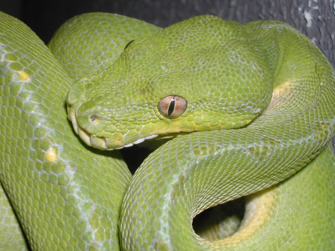 Morelia viridis