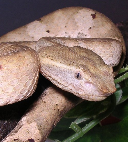 Trimeresurus puniceus