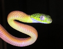 Boiga cyanea