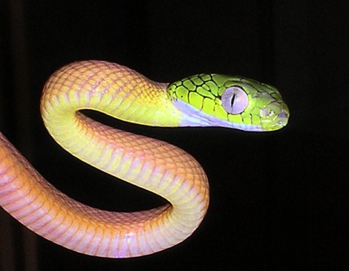 Boiga cyanea