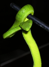 Trimeresurus gumprechti