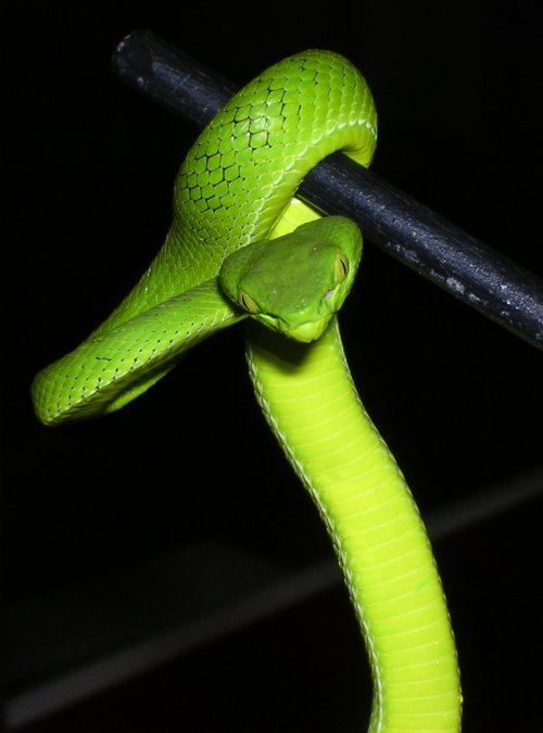 Trimeresurus gumprechti