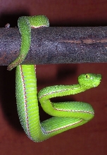 Trimeresurus stejnegeri stejnegeri