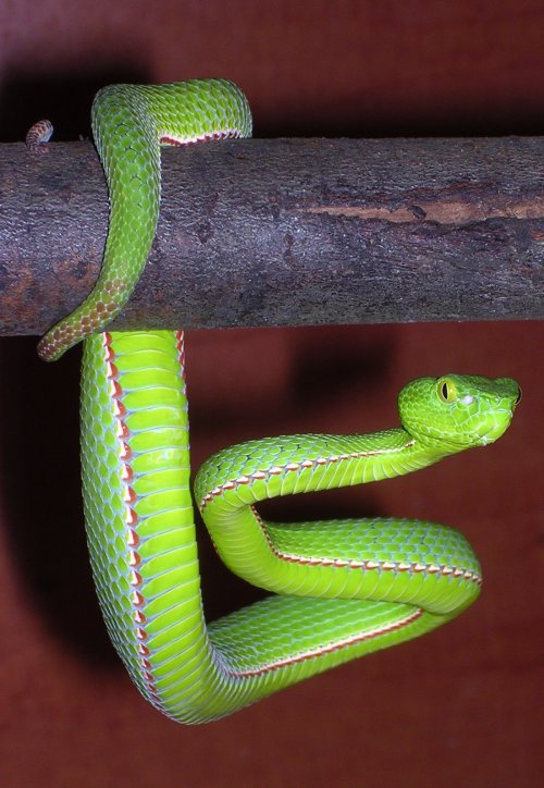 Trimeresurus stejnegeri stejnegeri