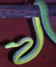 Trimeresurus gumprechti