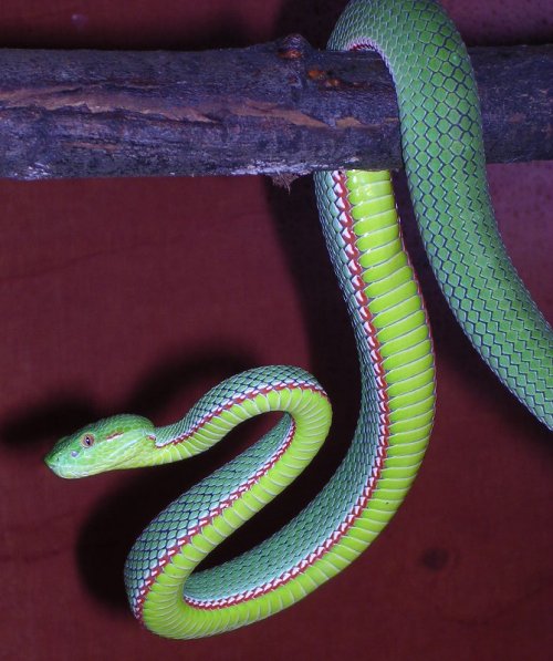 Trimeresurus gumprechti