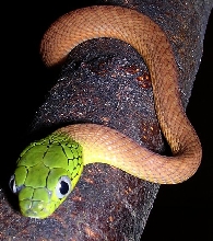 Boiga cyanea