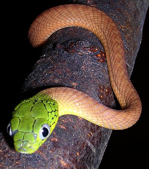 Boiga cyanea