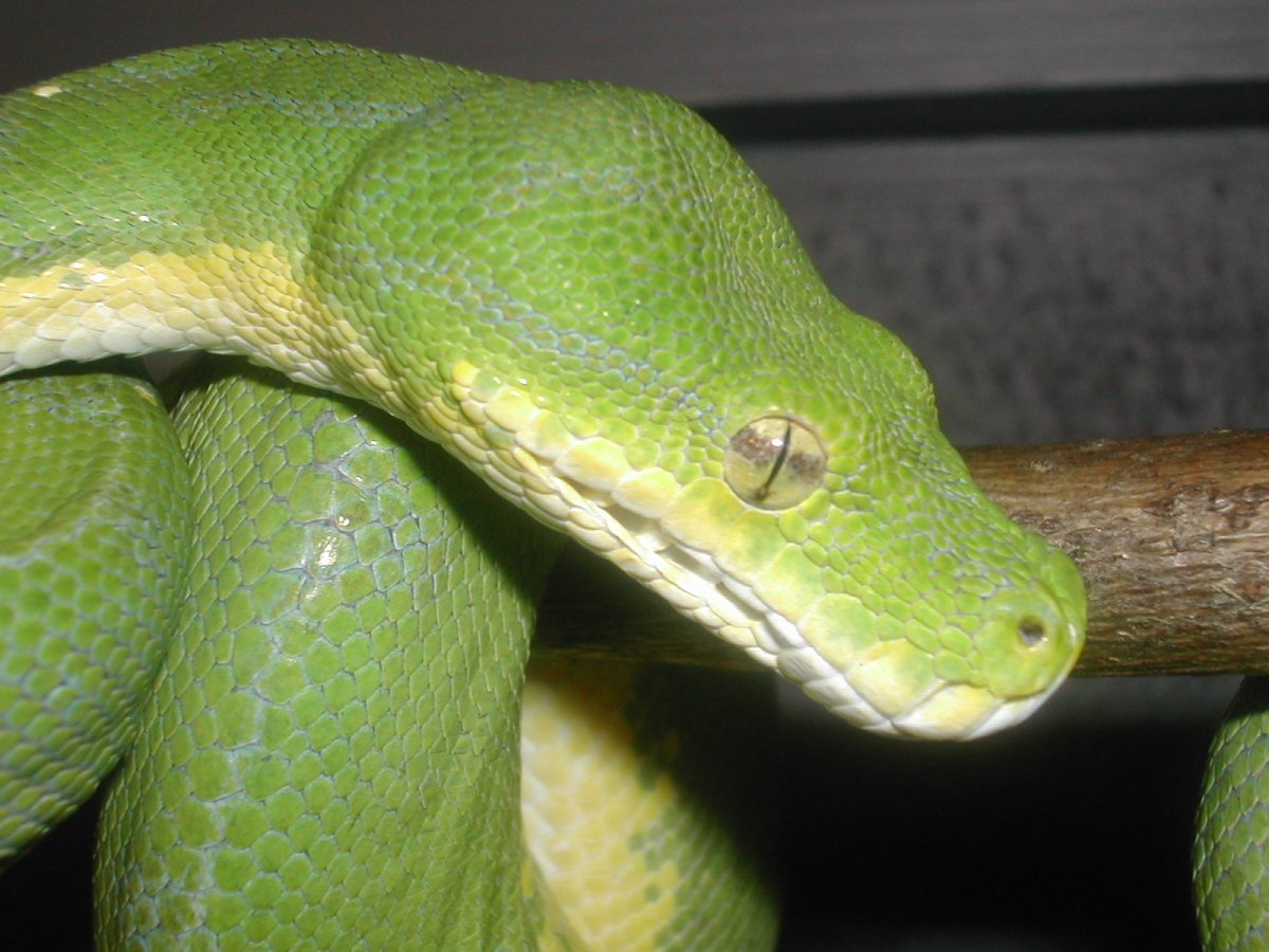 Morelia viridis