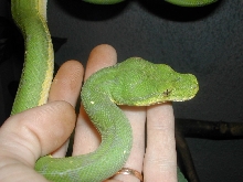 Morelia viridis