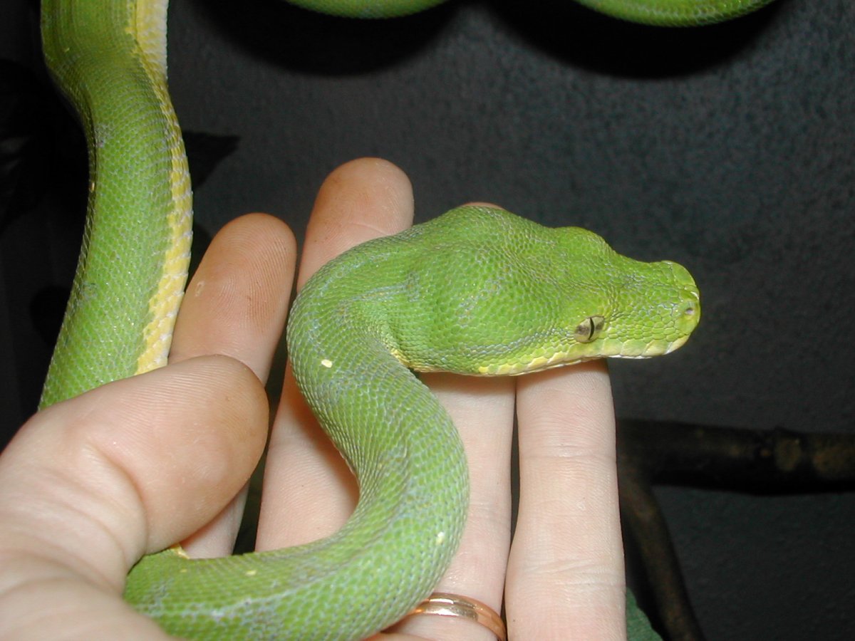 Morelia viridis