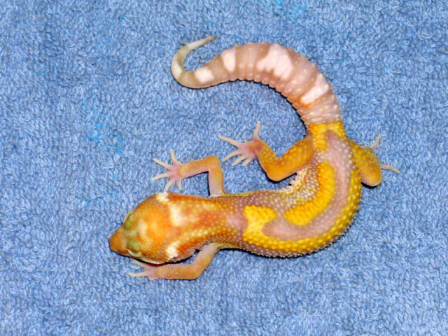 carrot head albino