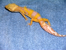 tang albino girl