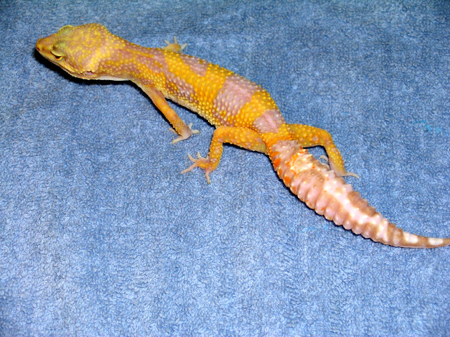 tang albino girl