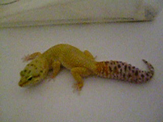 Hypo-Tang