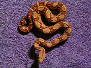 salmon het for ghost