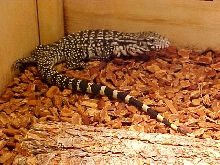 Lazy Leon