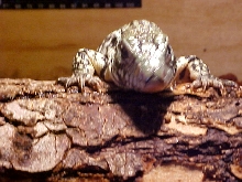 Leon as a baby