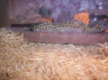 my gecko, Geico