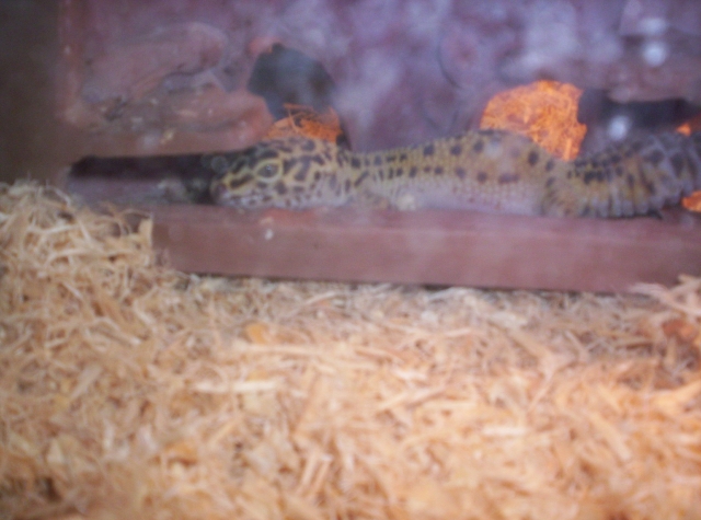 my gecko, Geico