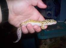 geico