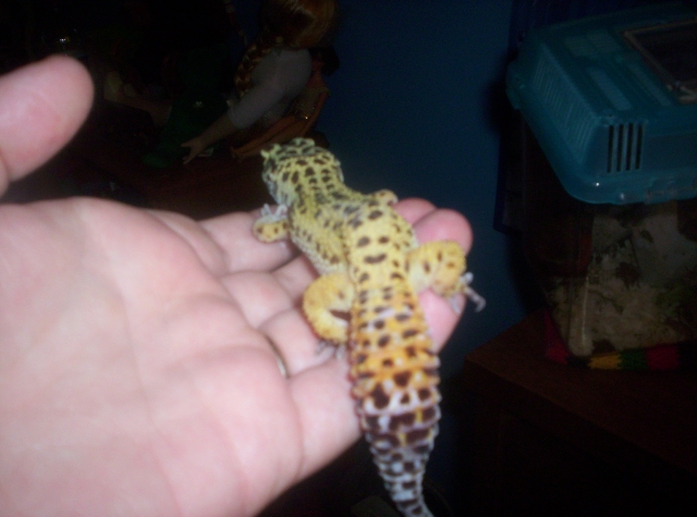 geico's tail